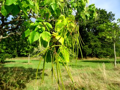 Catalpa boule, Catalpa bungei, Bignogniacées, Arboretum de… 