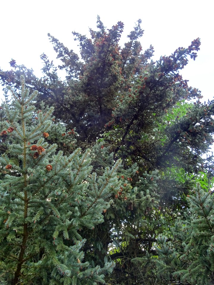 Epicéa blanc ou Sapin du Canada, Picea glauca, Pinacées, A… 