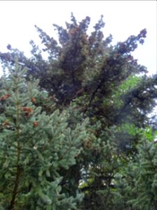 Epicéa blanc ou Sapin du Canada, Picea glauca, Pinacées, A… 