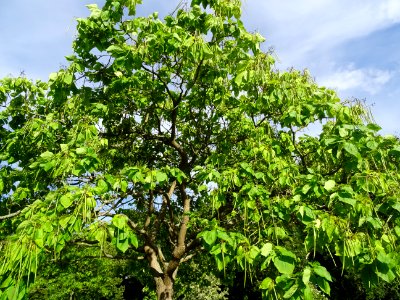 Catalpa boule, Catalpa bungei, Bignogniacées, Arboretum de… 