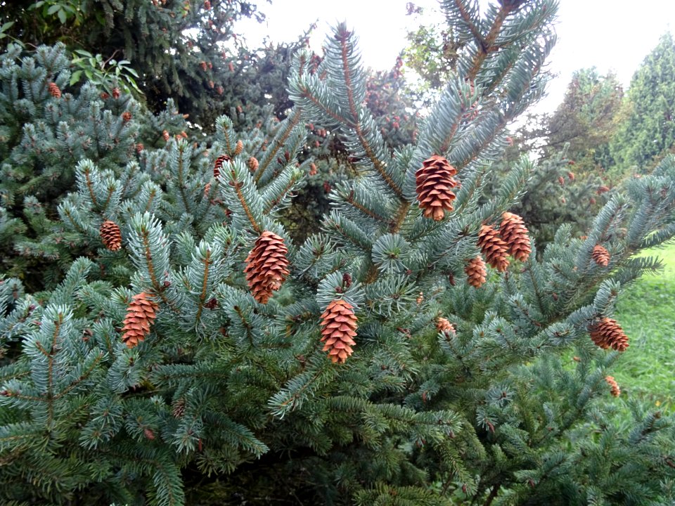 Cônes secs de l' Epicéa blanc ou Sapin du Canada, Picea gl… 