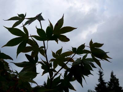Erable du Japon 'Osakazuji', Acer palmatum 'Osakazuki', Ac… 