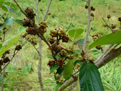 Noisetier de sorcière 'Westerstede', Hamamelis x intermedi… 