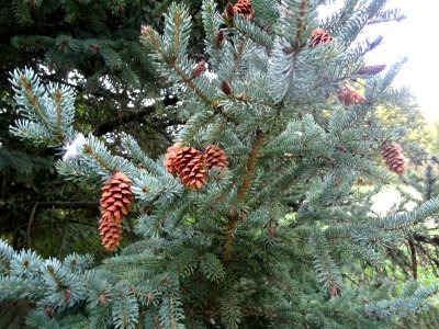 Cônes secs de l' Epicéa blanc ou Sapin du Canada, Picea gl… 