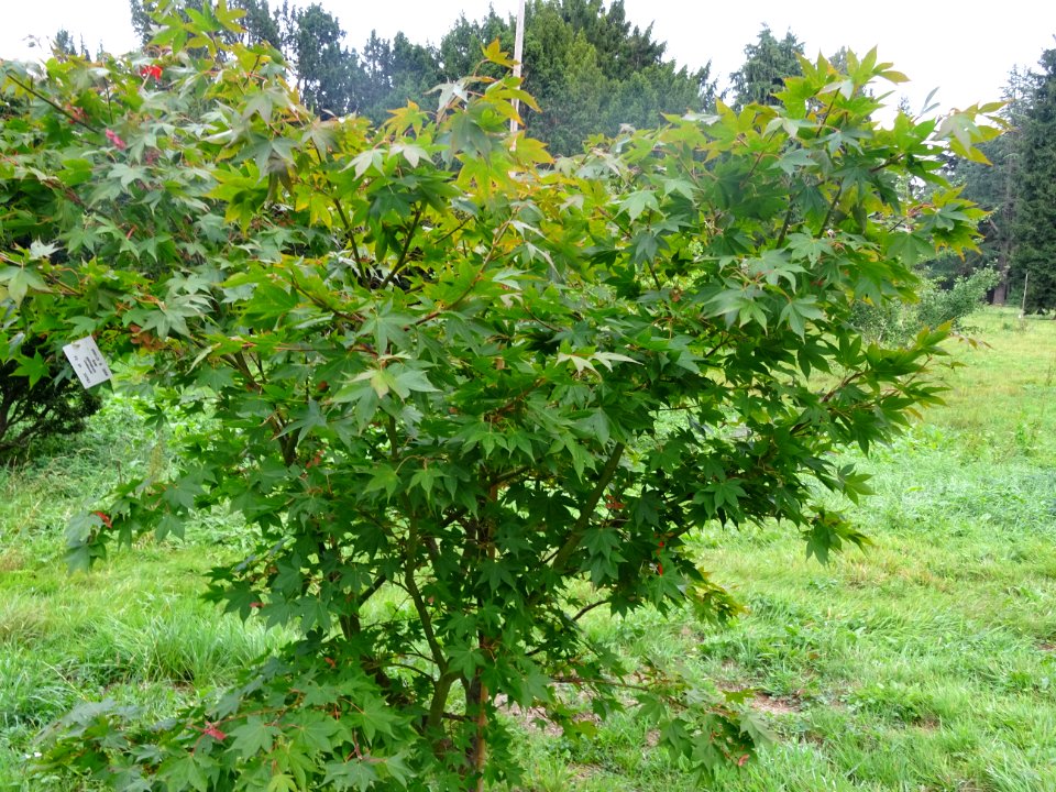 Erable du Japon 'Osakazuji', Acer palmatum 'Osakazuki', Ac… 