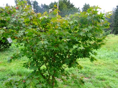 Erable du Japon 'Osakazuji', Acer palmatum 'Osakazuki', Ac… 