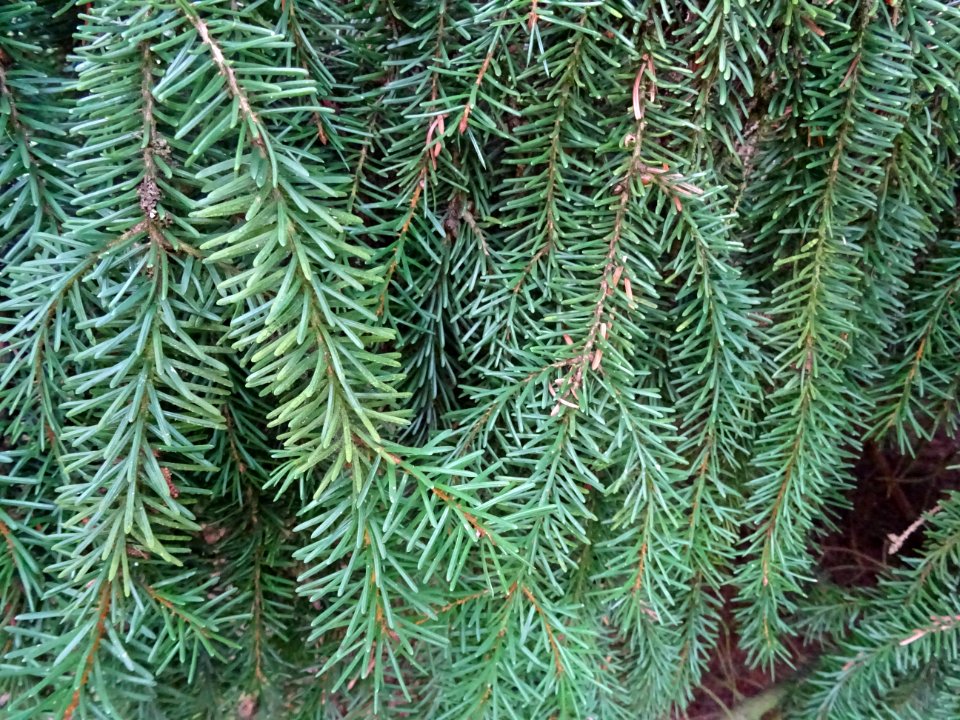 Epicéa de Serbie, Picea omorika, Pinacées, Arboretum de Ch… 