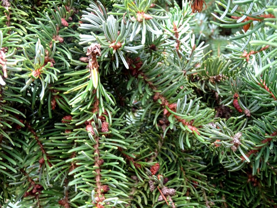 Epicéa de Serbie, Picea omorika, Pinacées, Arboretum de Ch… 
