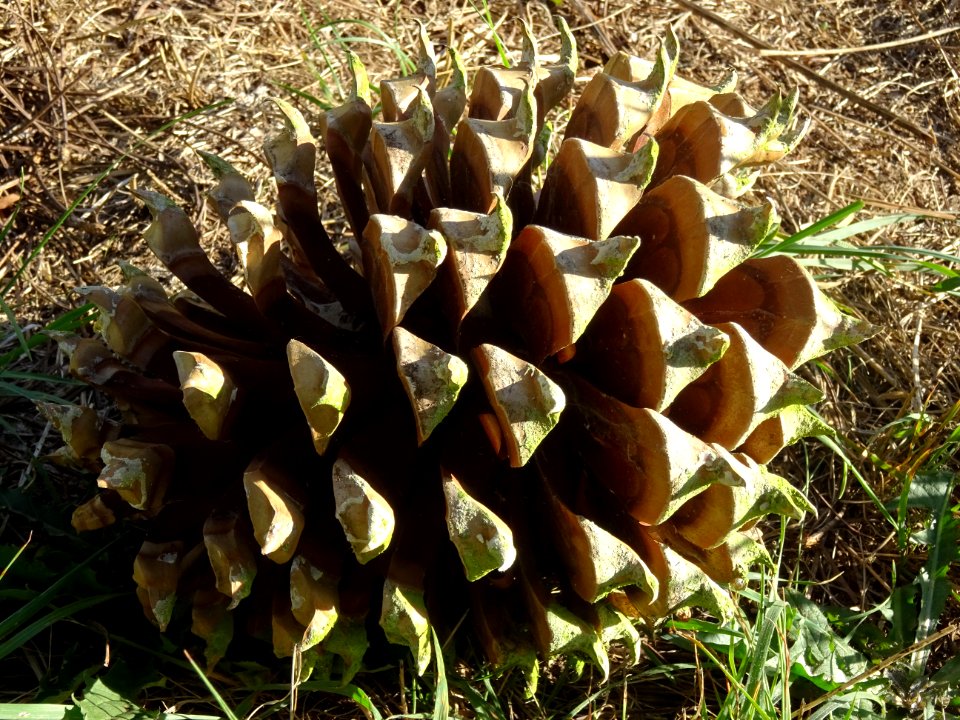 Pin à gros cônes, Pinus coulteri, Pinacées, Arboretum de C… 