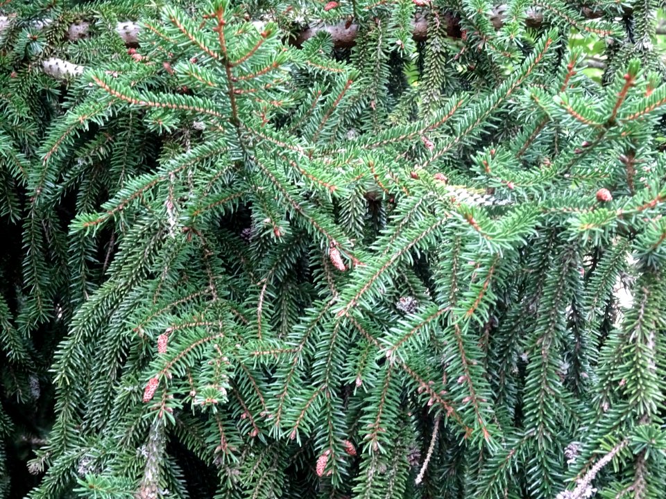 Epicéa d'Orient ou Sapinette du Caucase, Picea orientalis,… 
