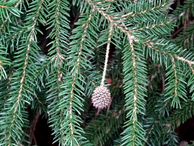 Epicéa d'Orient ou Sapinette du Caucase, Picea orientalis,… 