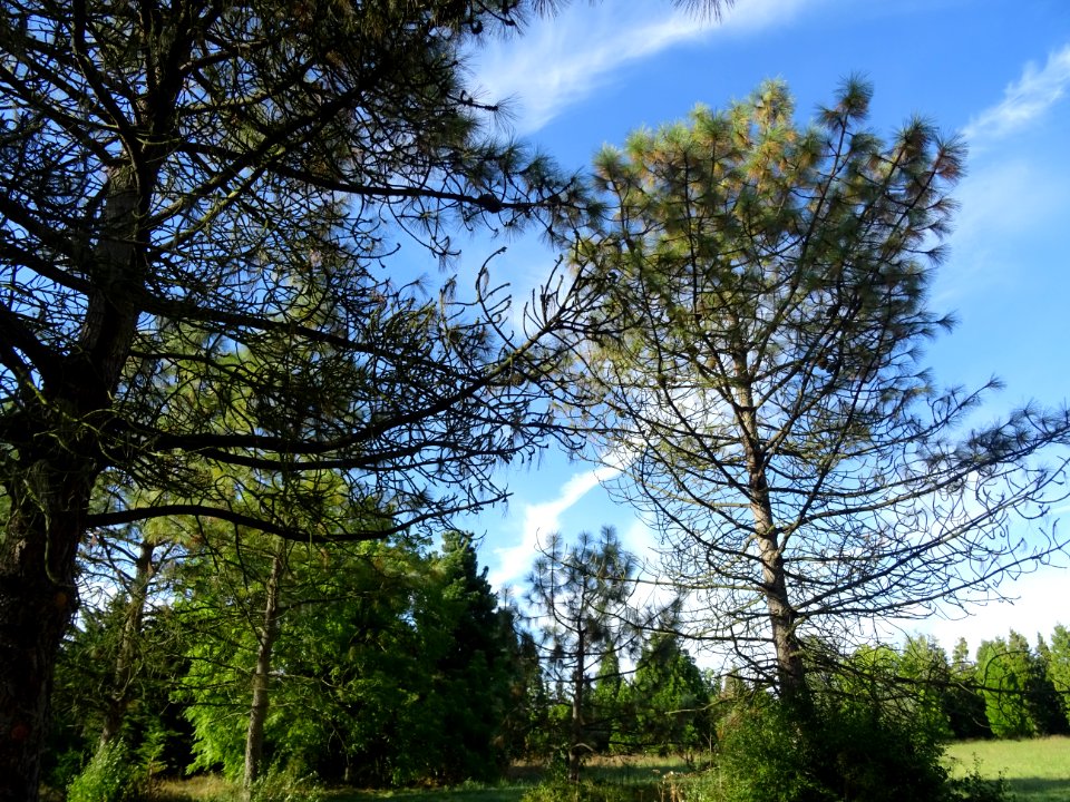 Pin à gros cônes, Pinus coulteri, Pinacées, Arboretum de C… 