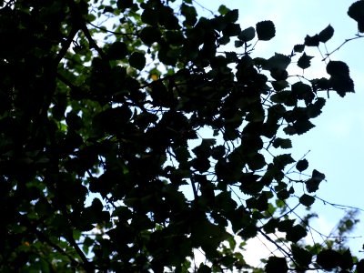 Bouleau alnoides, Betula alnoides, Betulacées, Arboretum d… 