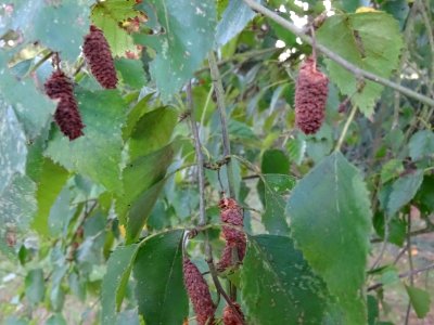 Bouleau alnoides, Betula alnoides, Betulacées, Arboretum d… 