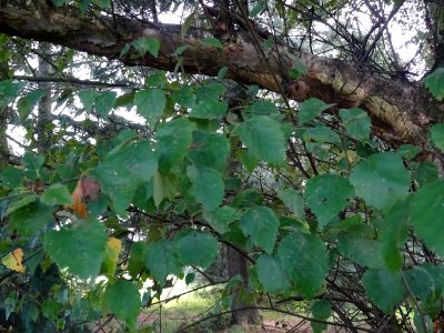 Bouleau alnoides, Betula alnoides, Betulacées, Arboretum d… 