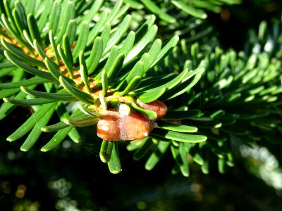 Sapin de Delavay, Abies delavayi, Pinacées, Arboretum de C… 