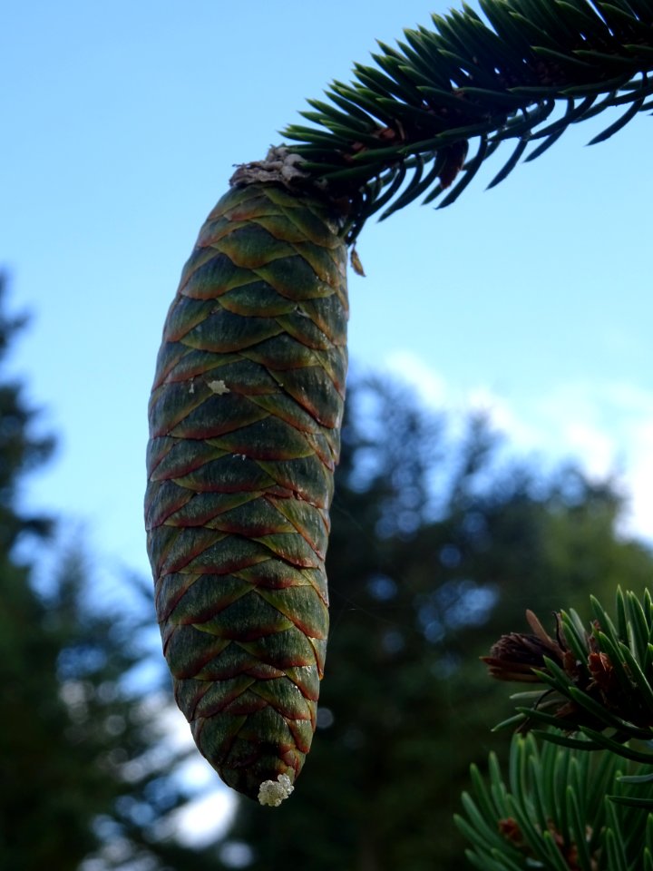 Cône femelle vert du Picea aurantiaca, Picea aurantiaca, P… 