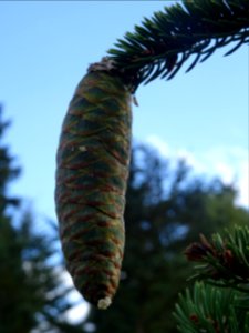 Cône femelle vert du Picea aurantiaca, Picea aurantiaca, P… 