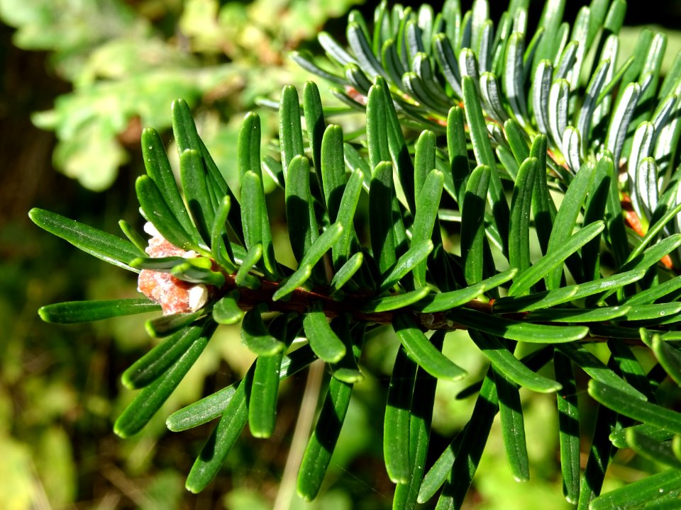 Sapin de Delavay, Abies delavayi, Pinacées, Arboretum de C… 
