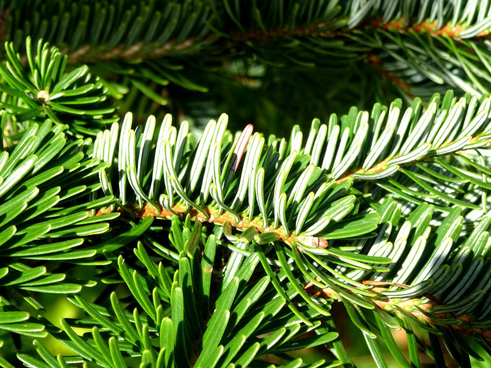 Sapin de Delavay, Abies delavayi, Pinacées, Arboretum de C… 