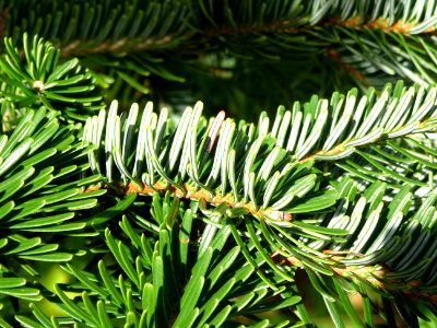 Sapin de Delavay, Abies delavayi, Pinacées, Arboretum de C… 