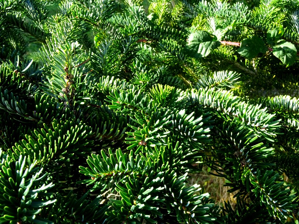 Sapin de Delavay, Abies delavayi, Pinacées, Arboretum de C… 