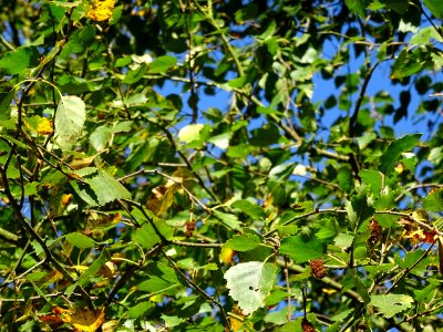 Bouleau alnoides, Betula alnoides, Betulacées, Arboretum d… 