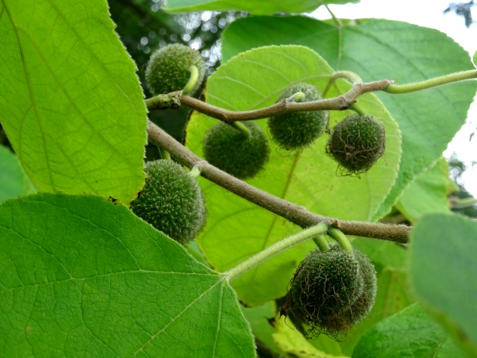 Murier à papier, Broussonetia papyrifera, Moracées, Arbore… 