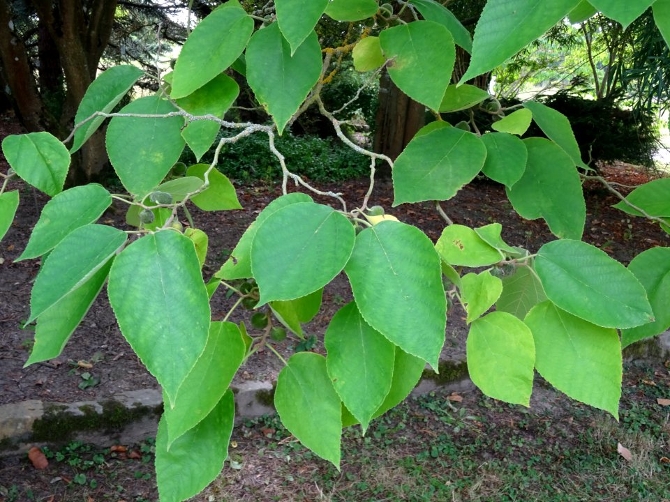 Murier à papier, Broussonetia papyrifera, Moracées, Arbore… 