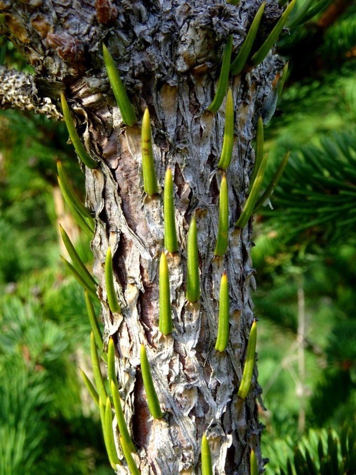 Picea aurantiaca, Picea aurantiaca, Pinacées, Arboretum de… 