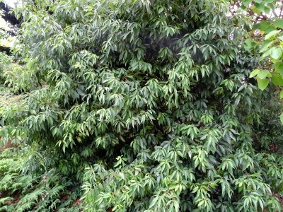 Chêne glauque ou Chêne bleu du Japon, Quercus glauca, Faga… 