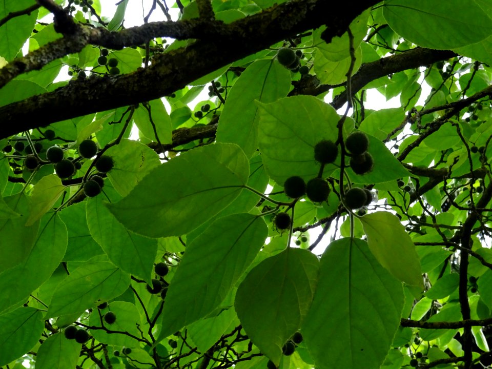 Murier à papier, Broussonetia papyrifera, Moracées, Arbore… 