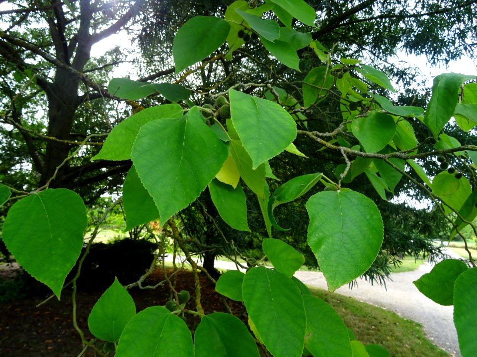 Murier à papier, Broussonetia papyrifera, Moracées, Arbore… 