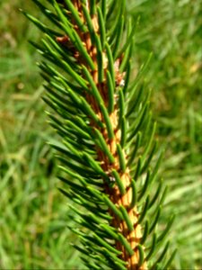 Picea aurantiaca, Picea aurantiaca, Pinacées, Arboretum de… 