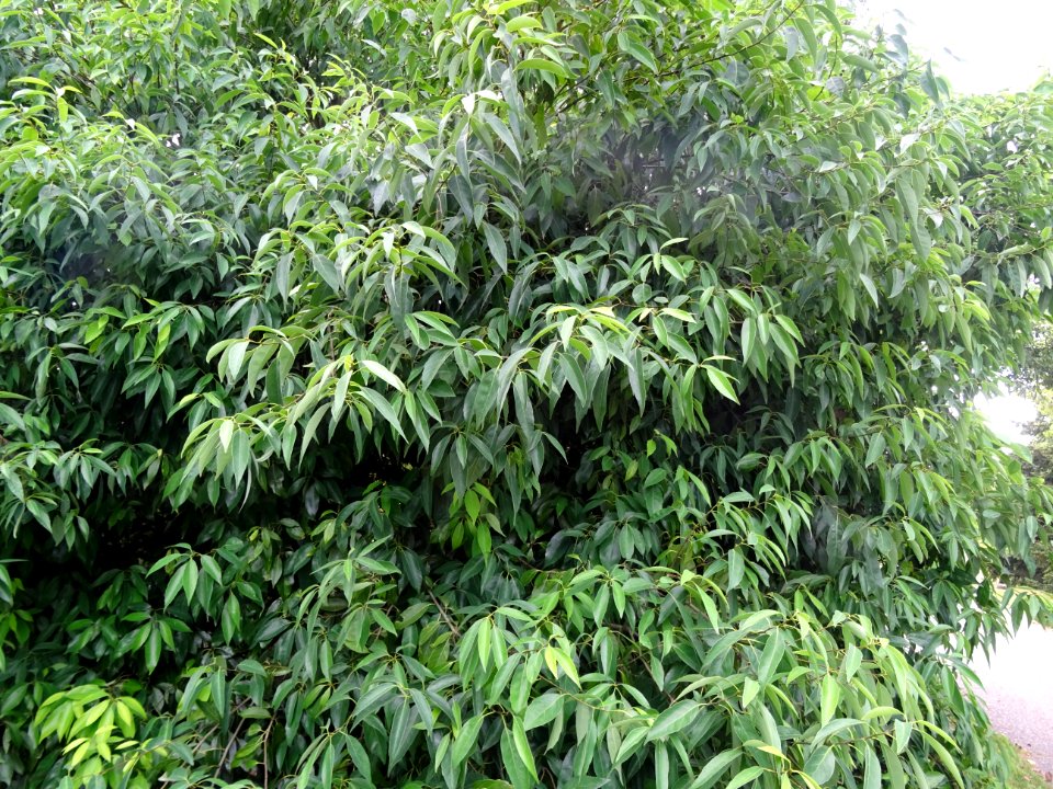 Chêne glauque ou Chêne bleu du Japon, Quercus glauca, Faga… 