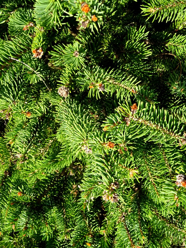 Picea aurantiaca, Picea aurantiaca, Pinacées, Arboretum de… 