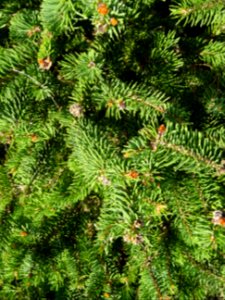 Picea aurantiaca, Picea aurantiaca, Pinacées, Arboretum de… 