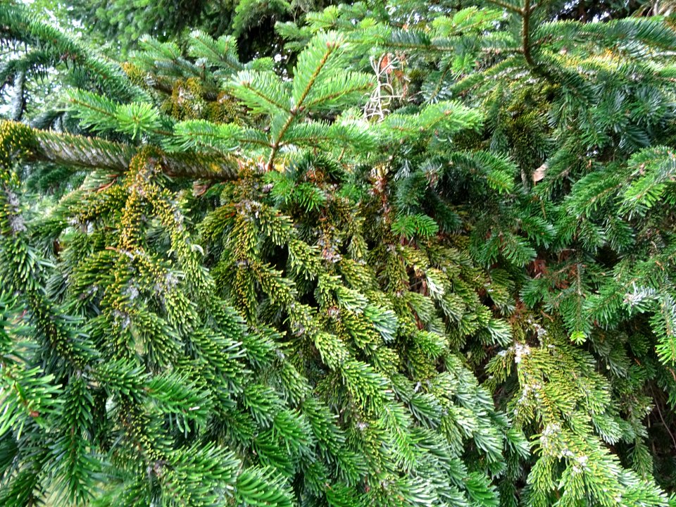 Sapin de Turquie, Abies bornmuelleriana, Pinacées, Arboret… 