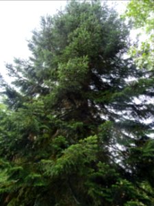 Sapin de Turquie, Abies bornmuelleriana, Pinacées, Arboret… 