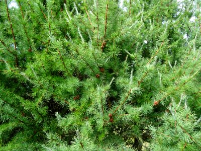 Mélèze boule, Larix laricina, Pinacées, Arboretum de Chèvr… 