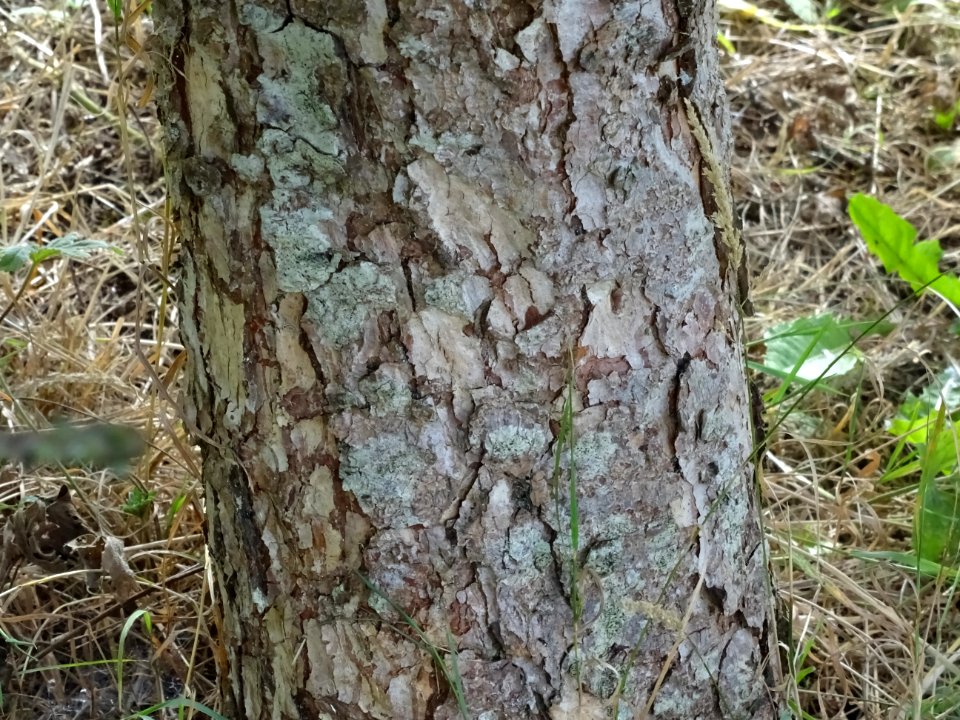 Ecorce du Mélèze boule, Larix laricina, Pinacées, Arboretu… 