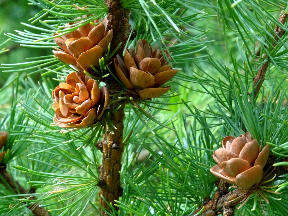 Mélèze boule, Larix laricina, Pinacées, Arboretum de Chèvr… 