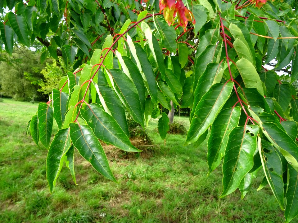 Ailante glanduleux, Ailanthus glandulosa, Simaroubacées, A… 