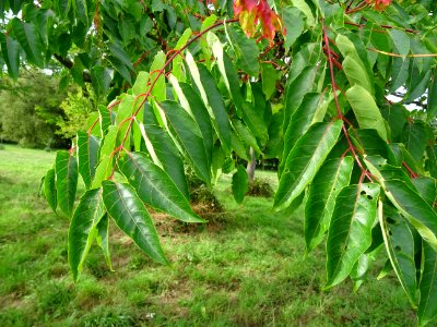 Ailante glanduleux, Ailanthus glandulosa, Simaroubacées, A… 