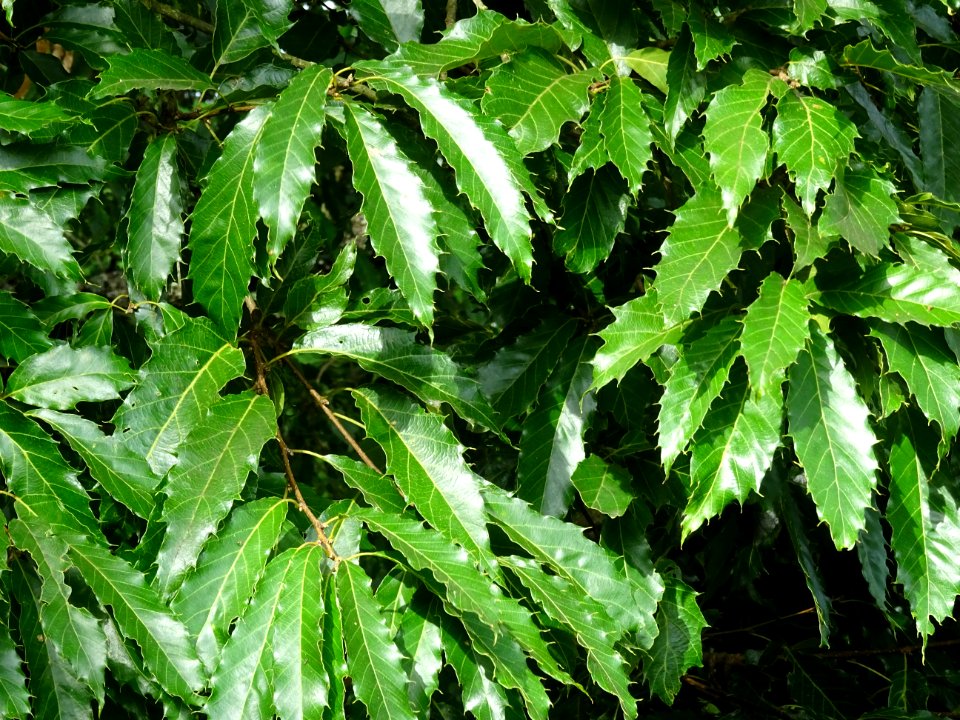 Chêne du Japon à feuilles de châtaignier, Quercus acutissi… 