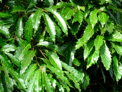 Chêne du Japon à feuilles de châtaignier, Quercus acutissi… 