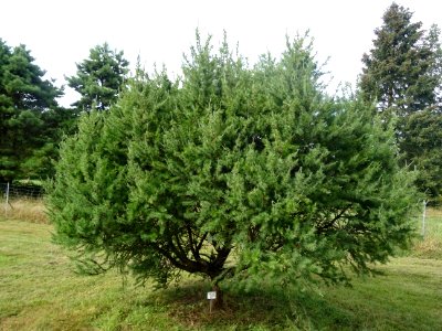 Mélèze boule, Larix laricina, Pinacées, Arboretum de Chèvr… 