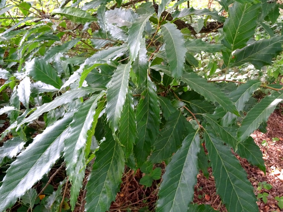 Chêne du Japon à feuilles de châtaignier, Quercus acutissi… 