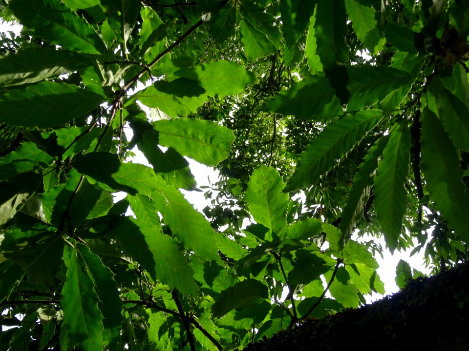 Chêne du Japon à feuilles de châtaignier, Quercus acutissi… 