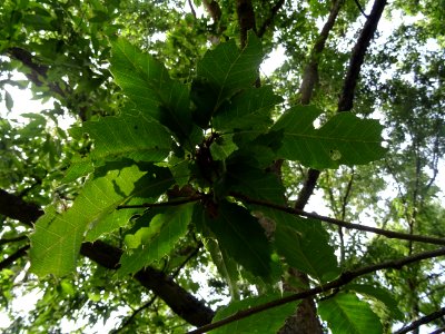 Chêne du Japon à feuilles de châtaignier, Quercus acutissi… 